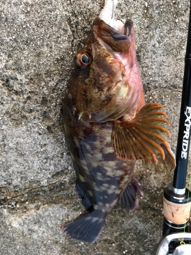 カサゴの釣果