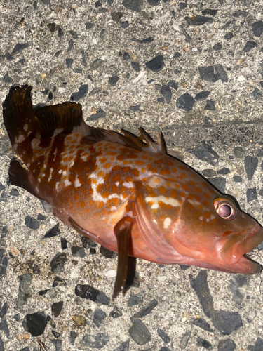 アコウの釣果