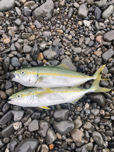 ワカシの釣果