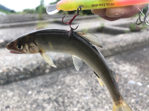 アユの釣果