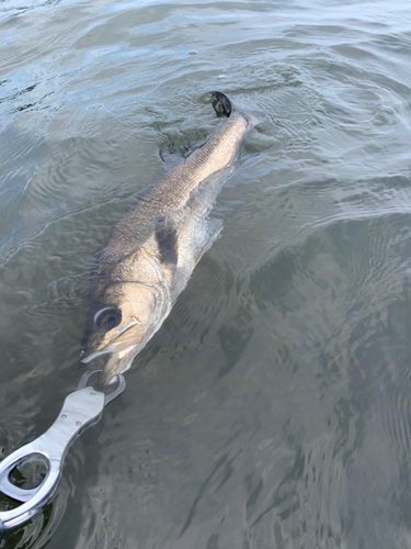 セイゴ（マルスズキ）の釣果