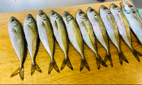 アジの釣果