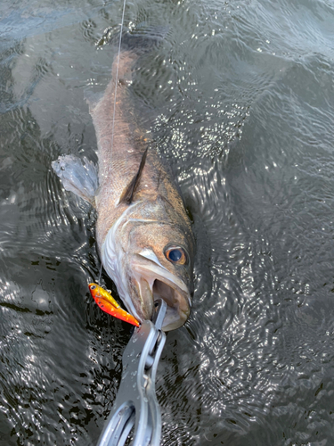 セイゴ（マルスズキ）の釣果