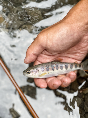 アマゴの釣果