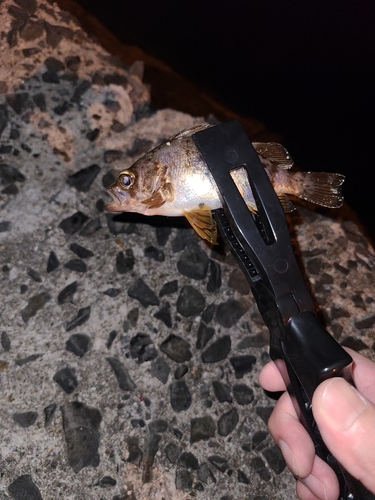 メバルの釣果