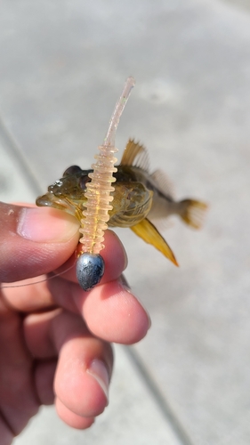 アナハゼの釣果