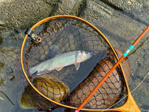 ハスの釣果