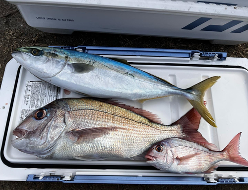 ハマチの釣果