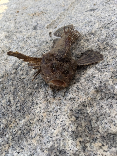 オニオコゼの釣果