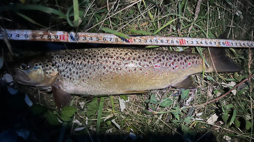 ブラウントラウトの釣果