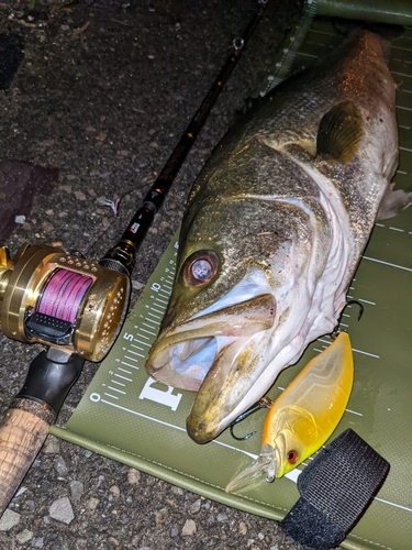 シーバスの釣果