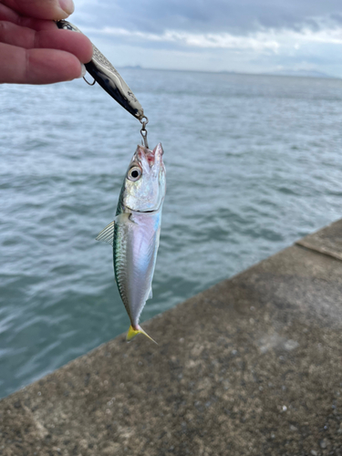 サバの釣果