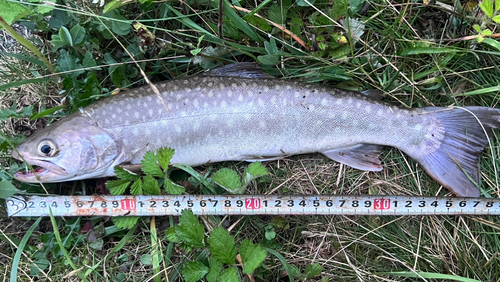 アメマスの釣果