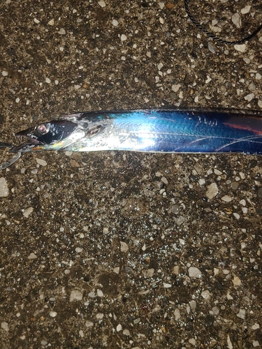 タチウオの釣果