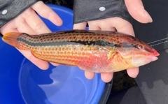 キュウセンの釣果