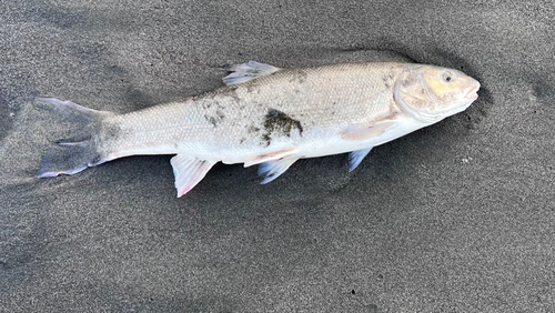 ウグイの釣果