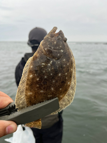 ソゲの釣果