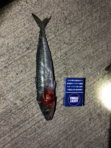 サバの釣果