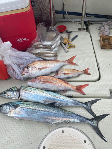 マダイの釣果