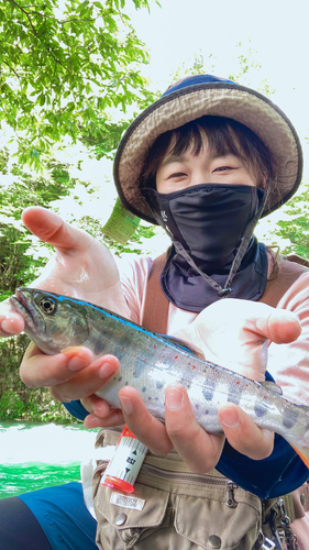 アマゴの釣果