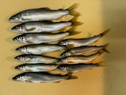 アユの釣果