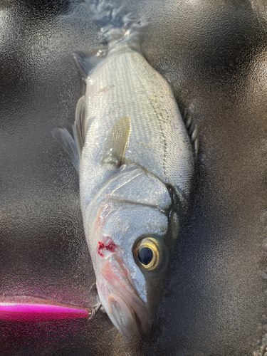 ヒラスズキの釣果