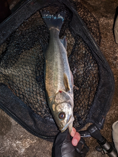 セイゴ（マルスズキ）の釣果