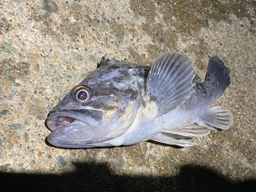 クロソイの釣果