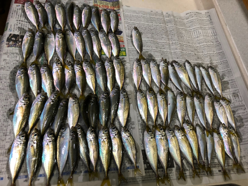 アジの釣果