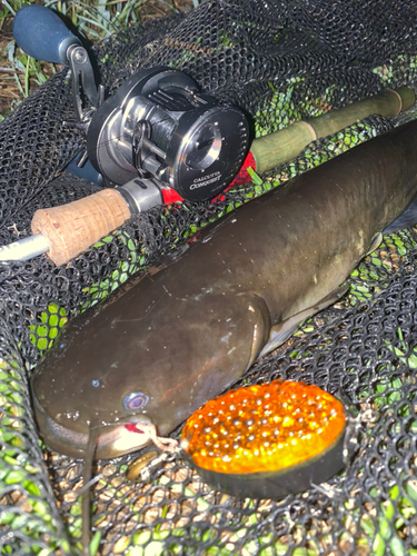 ナマズの釣果