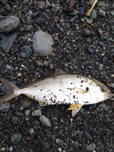 ショゴの釣果