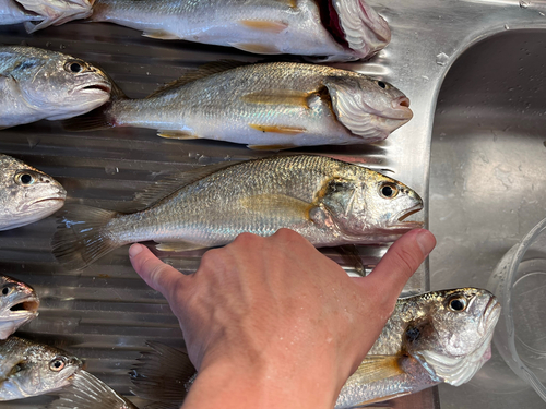 イシモチの釣果