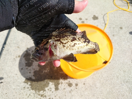 ソイの釣果