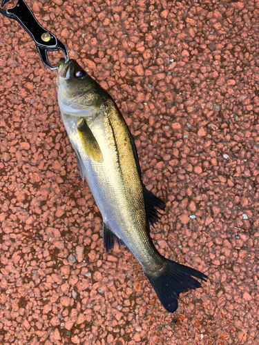 スズキの釣果