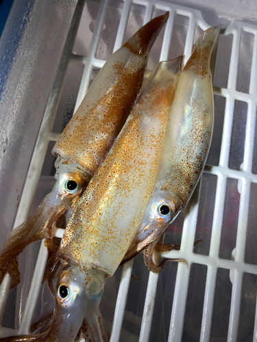 スルメイカの釣果