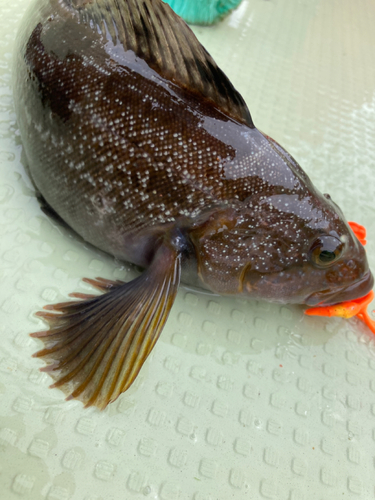 アイナメの釣果