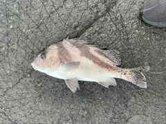 コショウダイの釣果