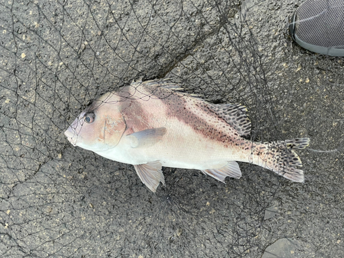 コショウダイの釣果