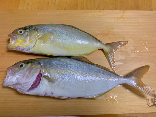 ショゴの釣果