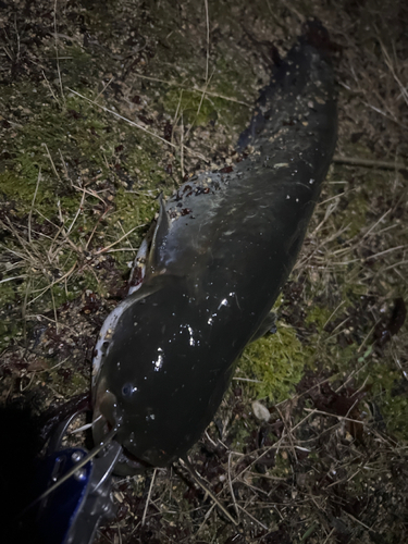 マナマズの釣果