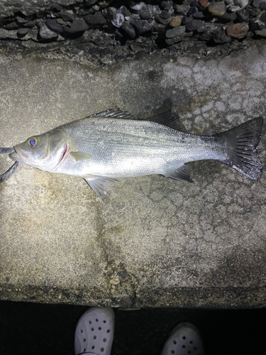 セイゴ（ヒラスズキ）の釣果