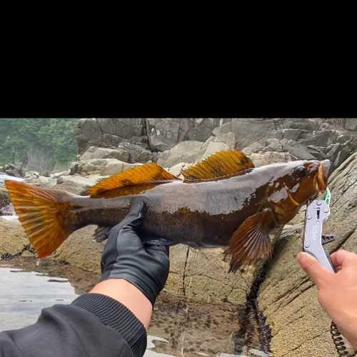 アイナメの釣果