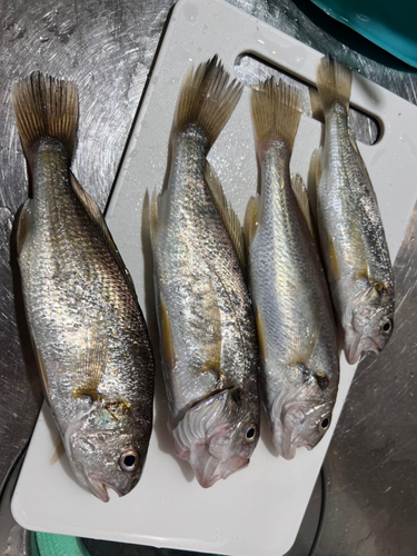 イシモチの釣果