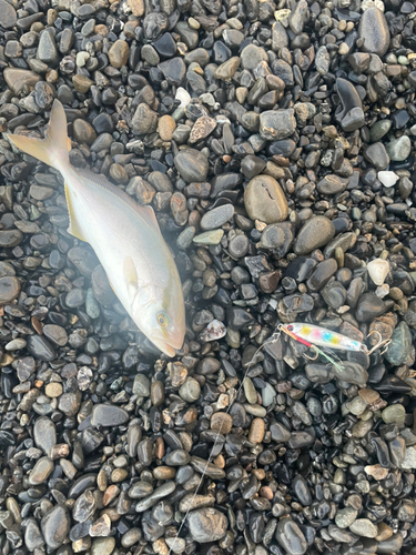 ショゴの釣果