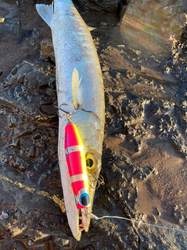 オニカマスの釣果