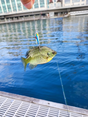 ブルーギルの釣果