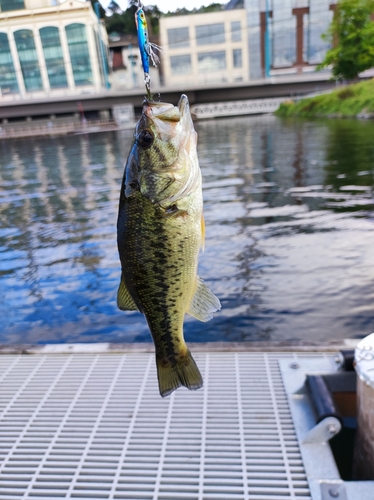 ラージマウスバスの釣果