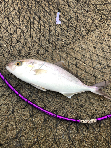 ショゴの釣果