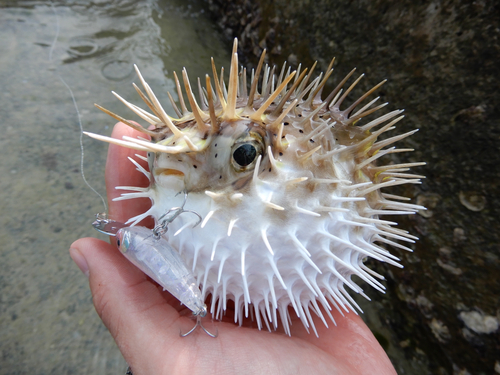 ハリセンボンの釣果