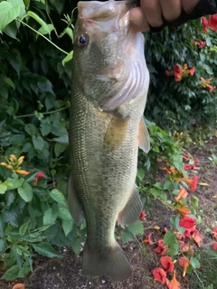 ラージマウスバスの釣果